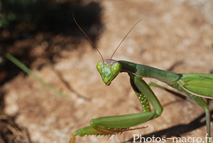 Mantis religiosa